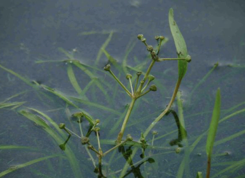 Foto van Smalle waterweegbree