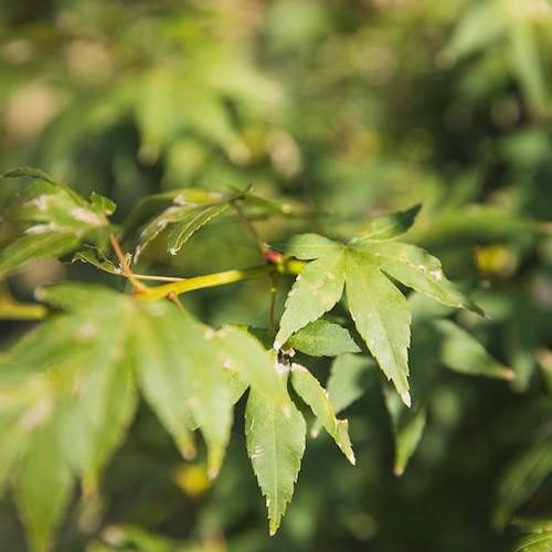 Foto van Japanse esdoorn ‘Kiyohime’