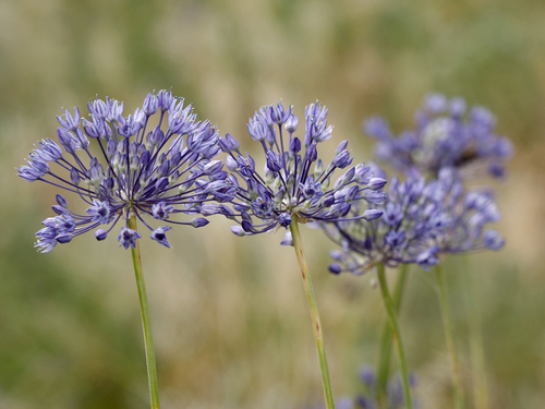Foto van Blauw look