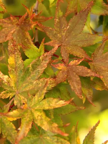 Foto van Japanse esdoorn ‘Koshibori Nishiki’