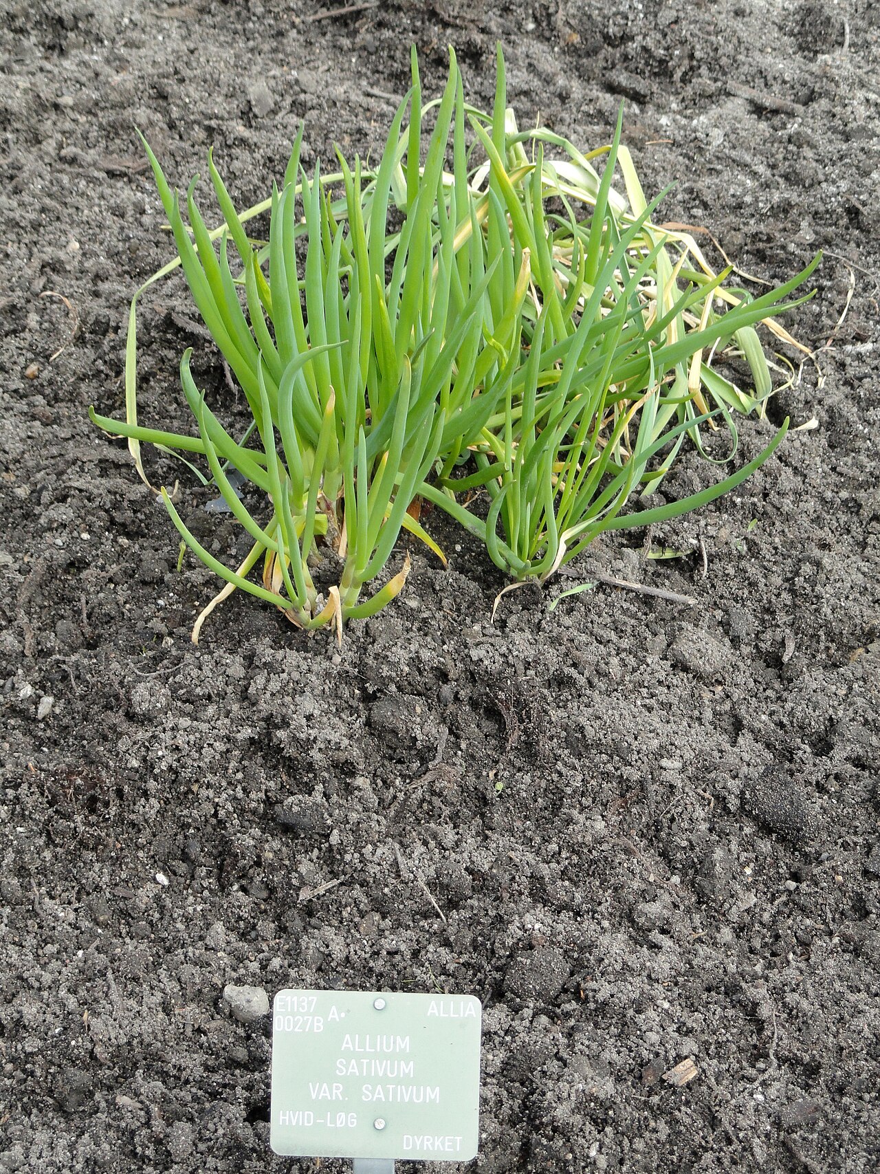 Foto van Knoflook