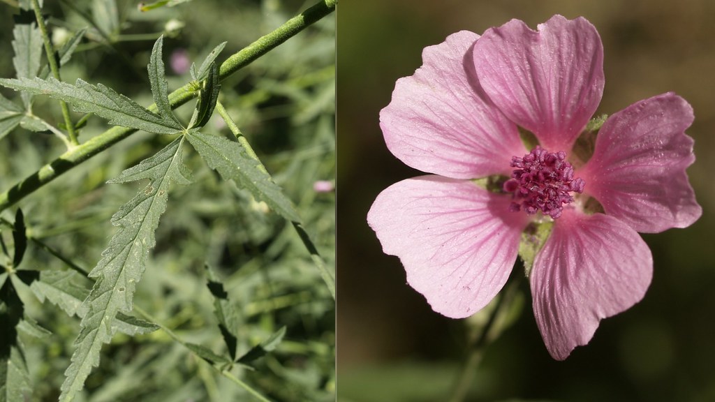 Foto van Hennepheemst