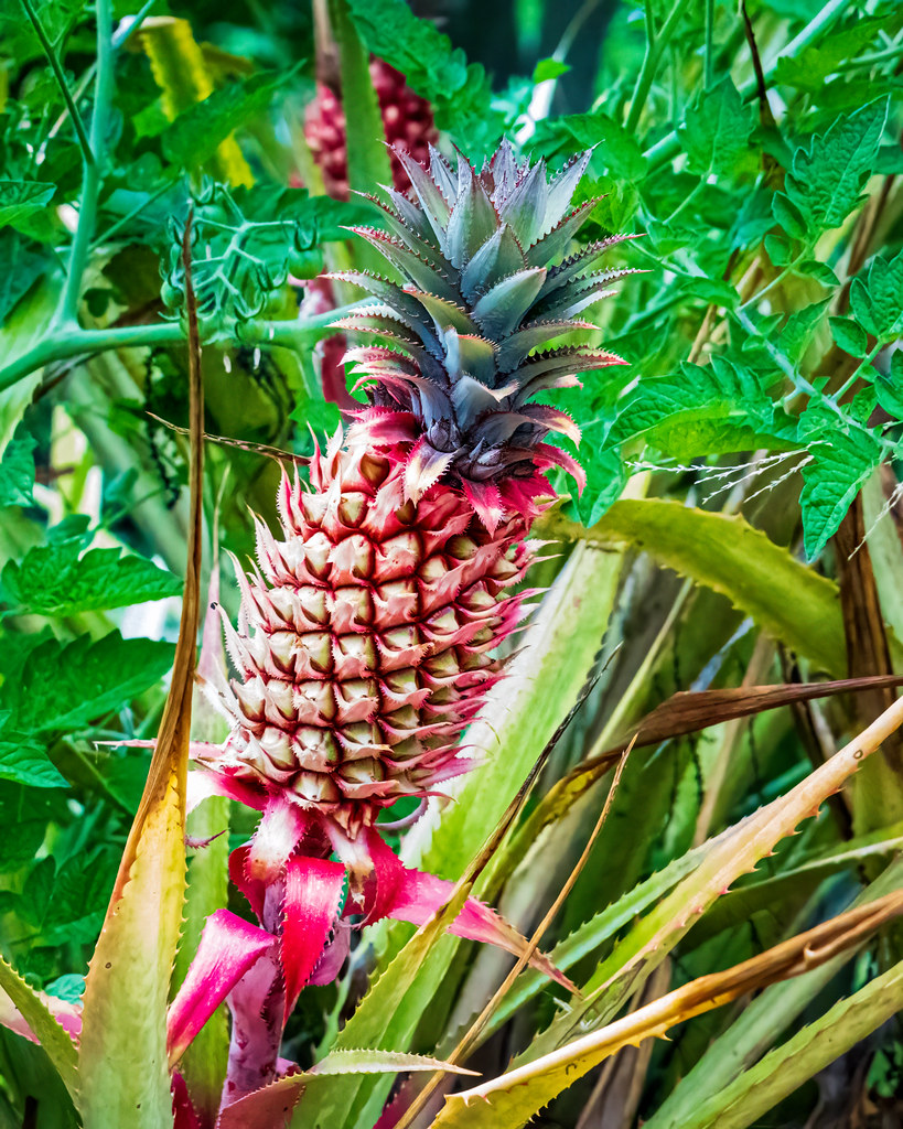 Foto van Ananas