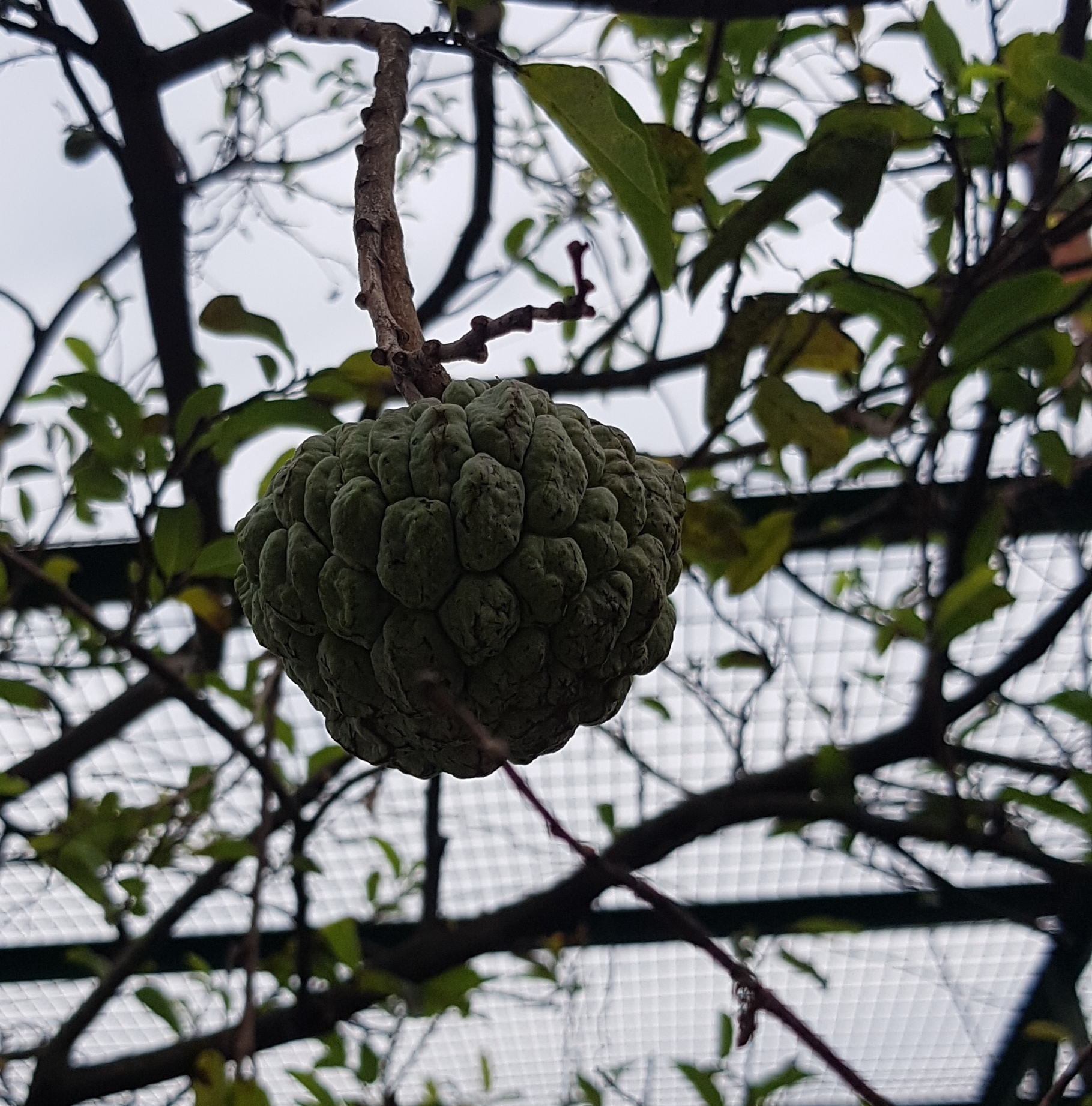 Foto van Cherimoya